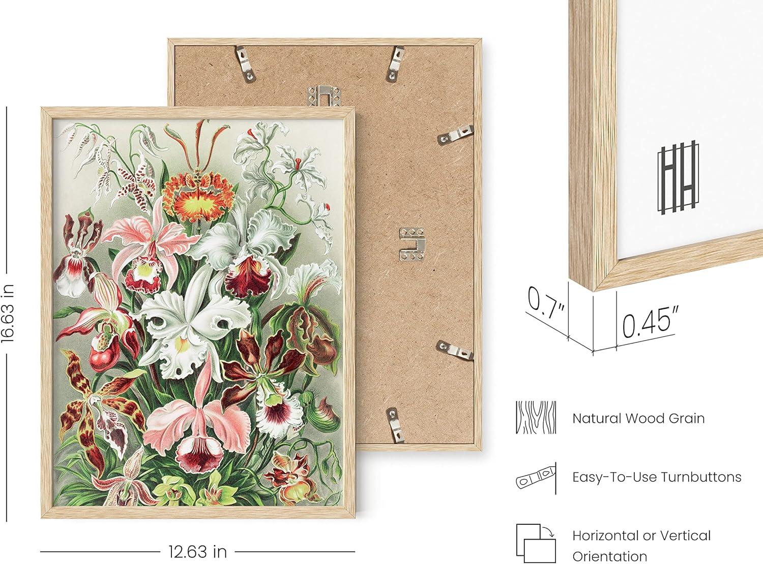 imageHAUS AND HUES Ernst Haeckel Poster  Vintage Botanical Print Flower ampamp Plant Wall Art Cottagecore Decor Haeckel Art Print Black Frame 12x16Flower