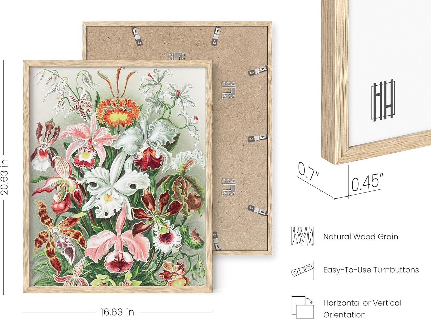 imageHAUS AND HUES Ernst Haeckel Poster  Vintage Botanical Print Flower ampamp Plant Wall Art Cottagecore Decor Haeckel Art Print Black Frame 12x16Flower