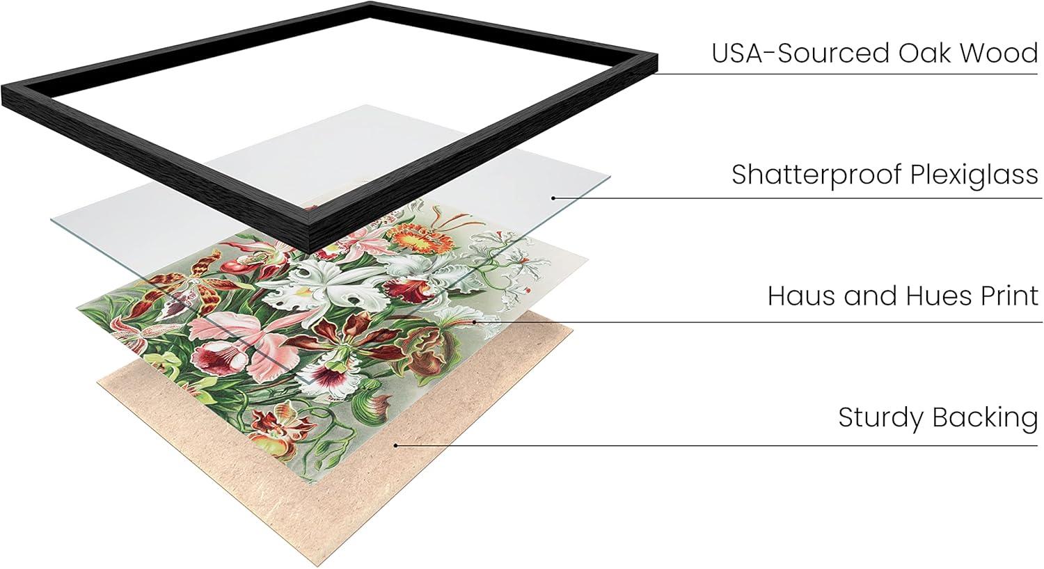 imageHAUS AND HUES Ernst Haeckel Poster  Vintage Botanical Print Flower ampamp Plant Wall Art Cottagecore Decor Haeckel Art Print Black Frame 12x16Flower