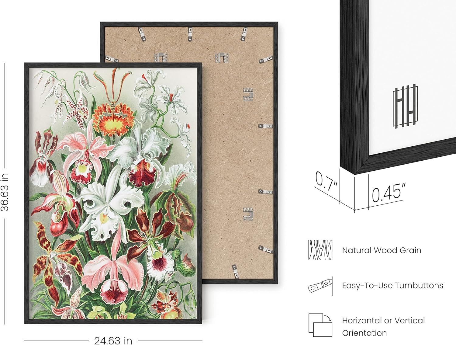 imageHAUS AND HUES Ernst Haeckel Poster  Vintage Botanical Print Flower ampamp Plant Wall Art Cottagecore Decor Haeckel Art Print Black Frame 12x16Flower