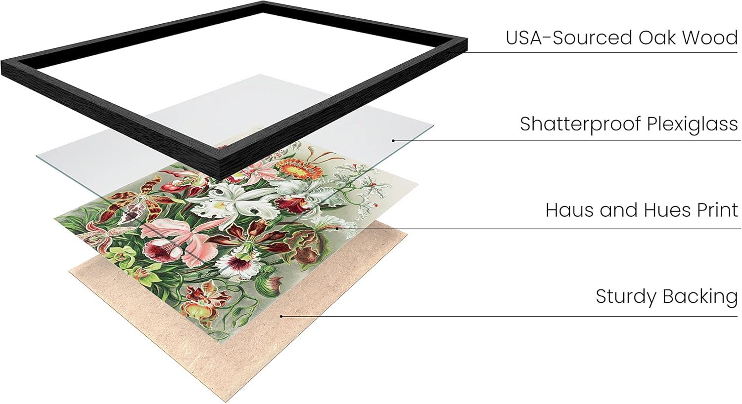 imageHAUS AND HUES Ernst Haeckel Poster  Vintage Botanical Print Flower ampamp Plant Wall Art Cottagecore Decor Haeckel Art Print Black Frame 12x16Flower