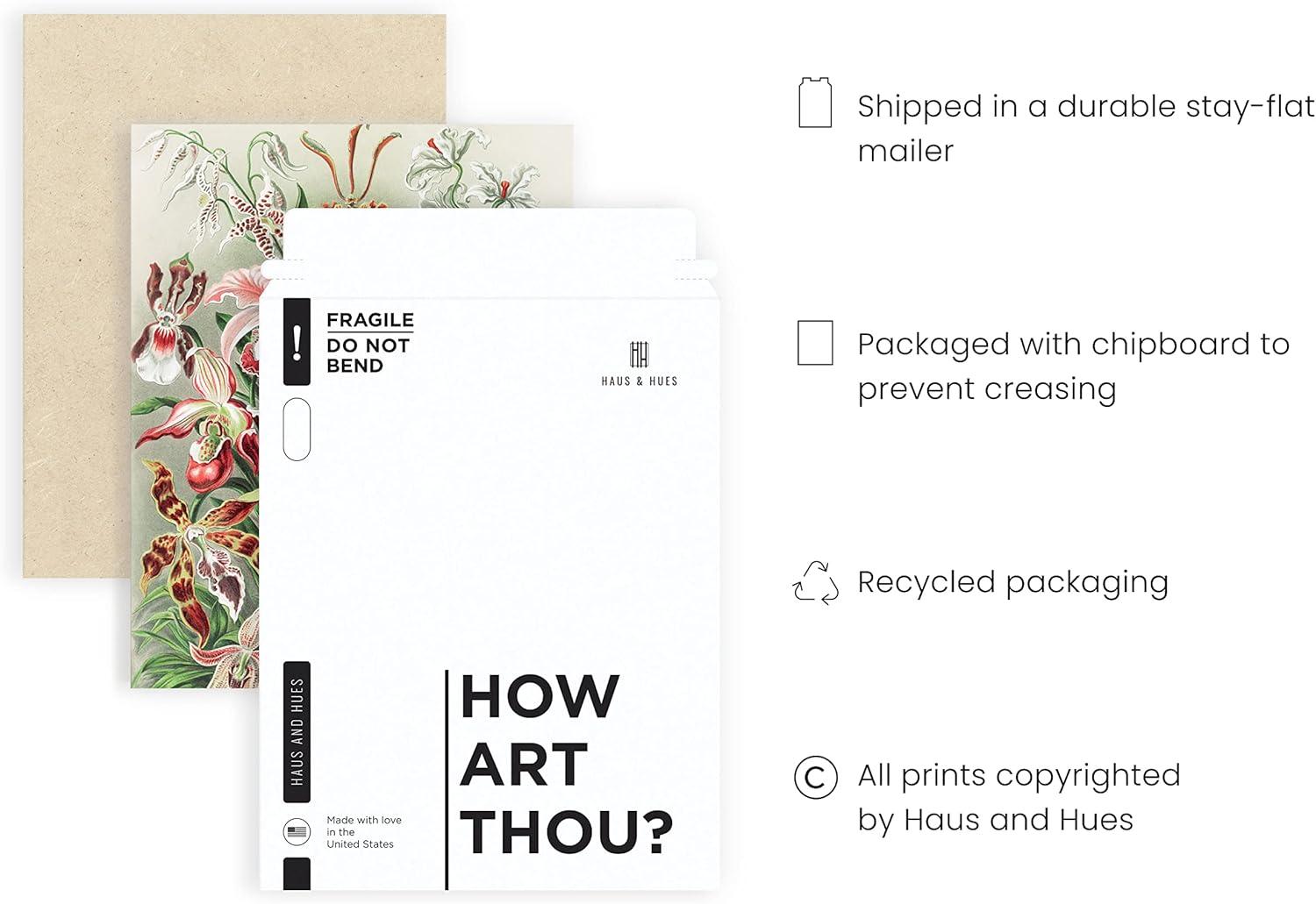 imageHAUS AND HUES Ernst Haeckel Poster  Vintage Botanical Print Flower ampamp Plant Wall Art Cottagecore Decor Haeckel Art Print Black Frame 12x16Flower