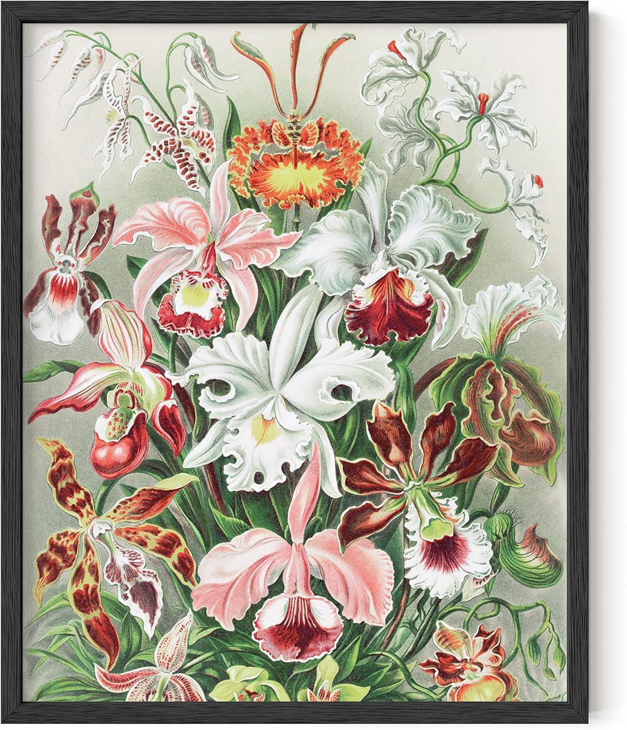imageHAUS AND HUES Ernst Haeckel Poster  Vintage Botanical Print Flower ampamp Plant Wall Art Cottagecore Decor Haeckel Art Print Black Frame 12x16Flower
