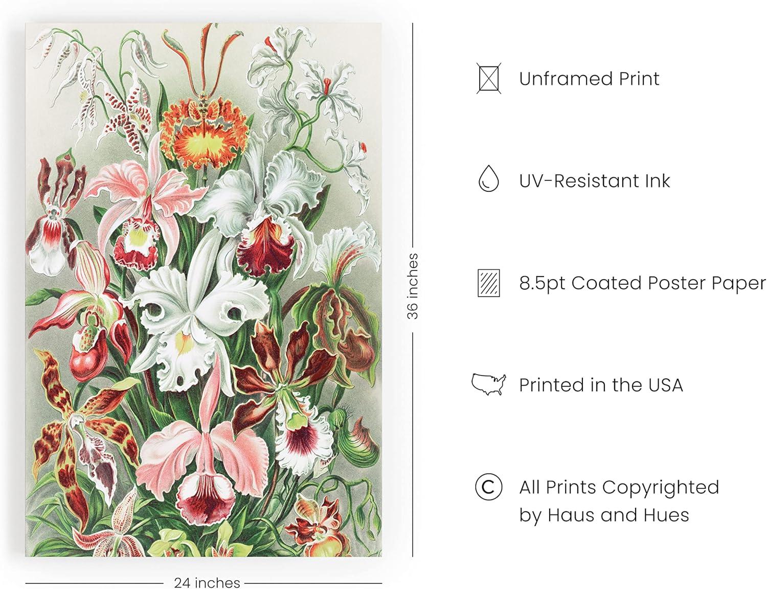 imageHAUS AND HUES Ernst Haeckel Poster  Vintage Botanical Print Flower ampamp Plant Wall Art Cottagecore Decor Haeckel Art Print Black Frame 12x16Flower