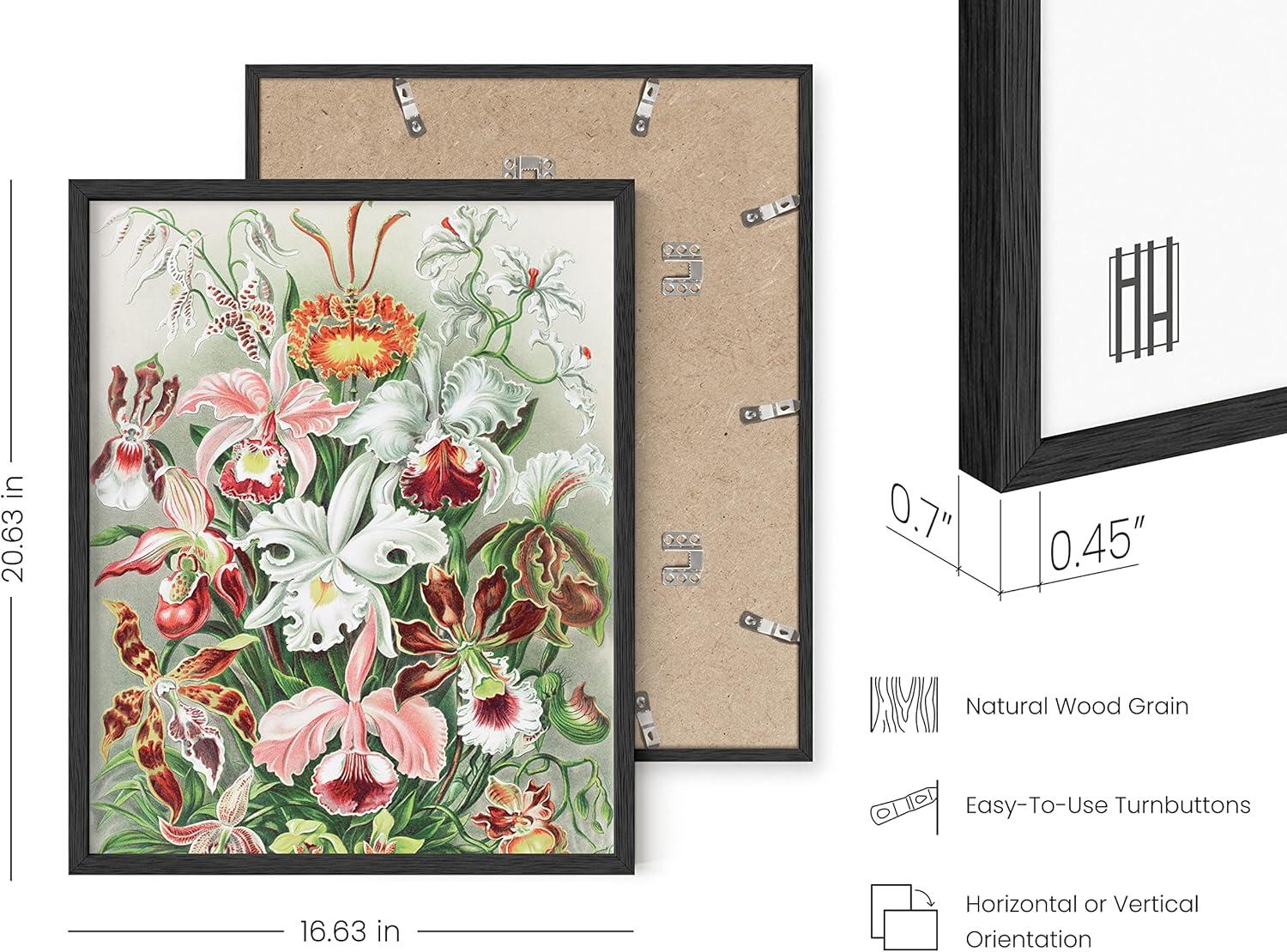 imageHAUS AND HUES Ernst Haeckel Poster  Vintage Botanical Print Flower ampamp Plant Wall Art Cottagecore Decor Haeckel Art Print Black Frame 12x16Flower
