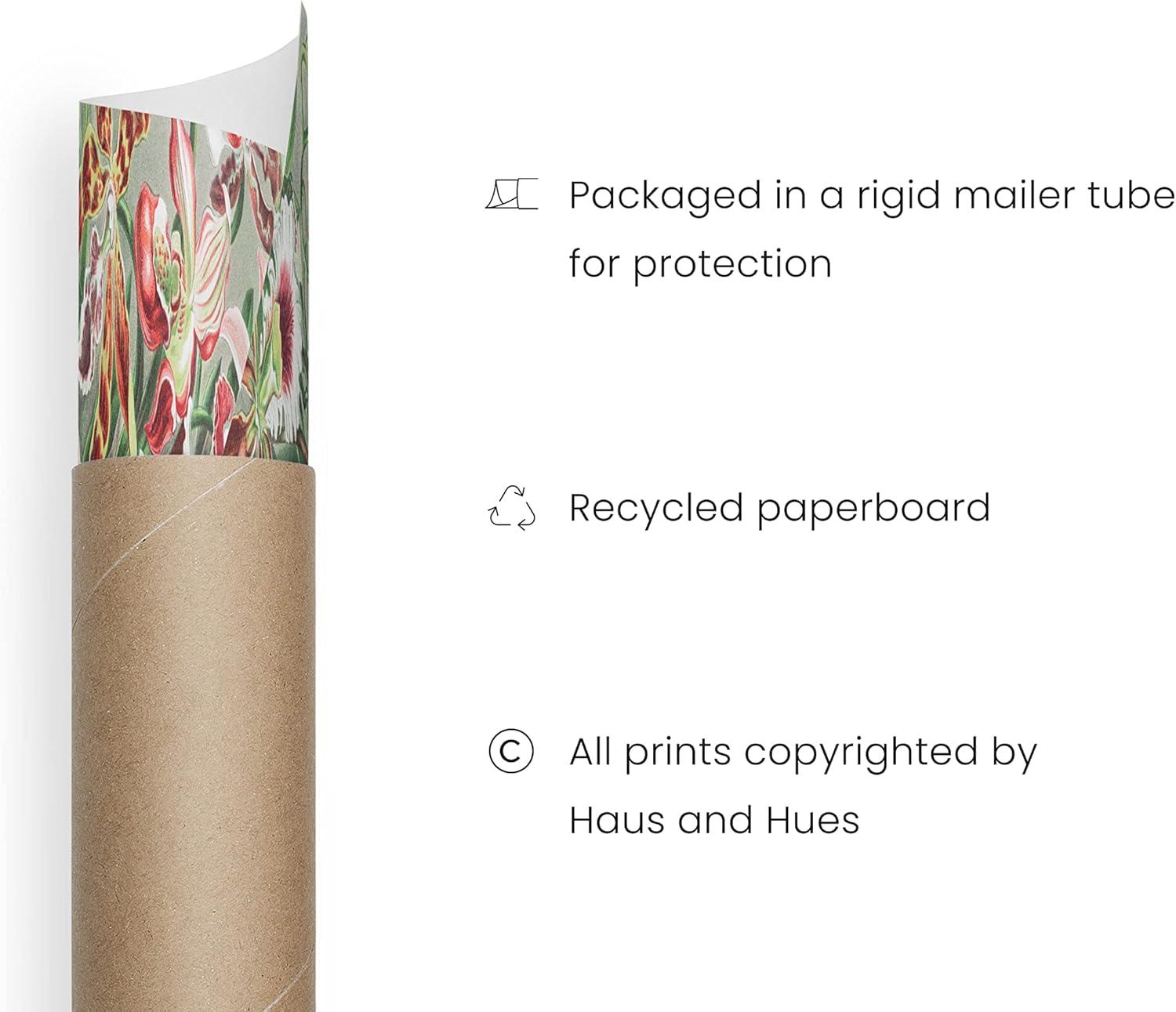 imageHAUS AND HUES Ernst Haeckel Poster  Vintage Botanical Print Flower ampamp Plant Wall Art Cottagecore Decor Haeckel Art Print Black Frame 12x16Flower