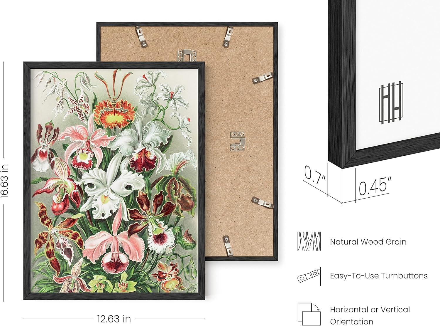 imageHAUS AND HUES Ernst Haeckel Poster  Vintage Botanical Print Flower ampamp Plant Wall Art Cottagecore Decor Haeckel Art Print Black Frame 12x16Flower