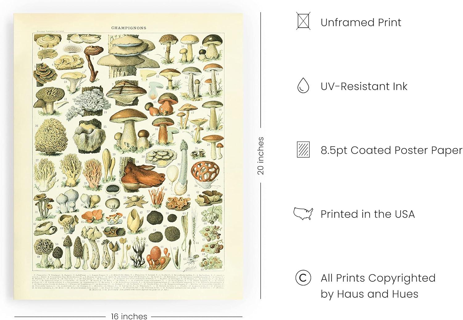 imageHAUS AND HUES Ernst Haeckel Poster  Vintage Botanical Print Flower ampamp Plant Wall Art Cottagecore Decor Haeckel Art Print Black Frame 12x16Mushrooms