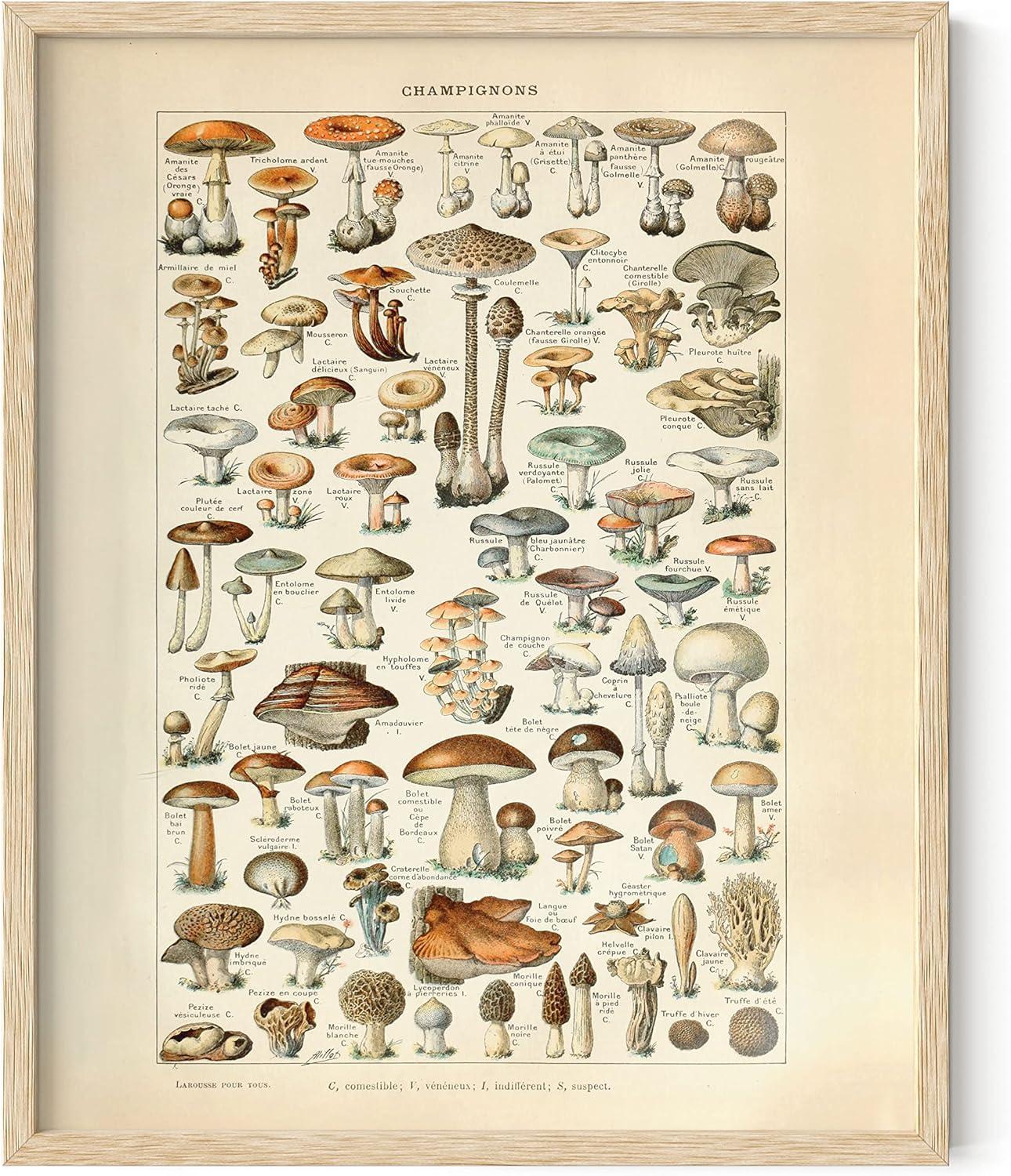 imageHAUS AND HUES Ernst Haeckel Poster  Vintage Botanical Print Flower ampamp Plant Wall Art Cottagecore Decor Haeckel Art Print Black Frame 12x16Mushrooms w Text