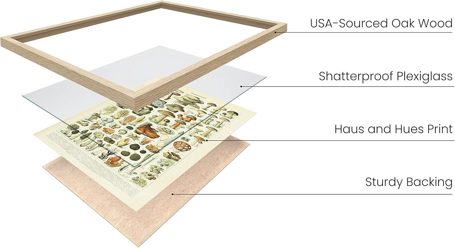 imageHAUS AND HUES Ernst Haeckel Poster  Vintage Botanical Print Flower ampamp Plant Wall Art Cottagecore Decor Haeckel Art Print Black Frame 12x16Mushrooms