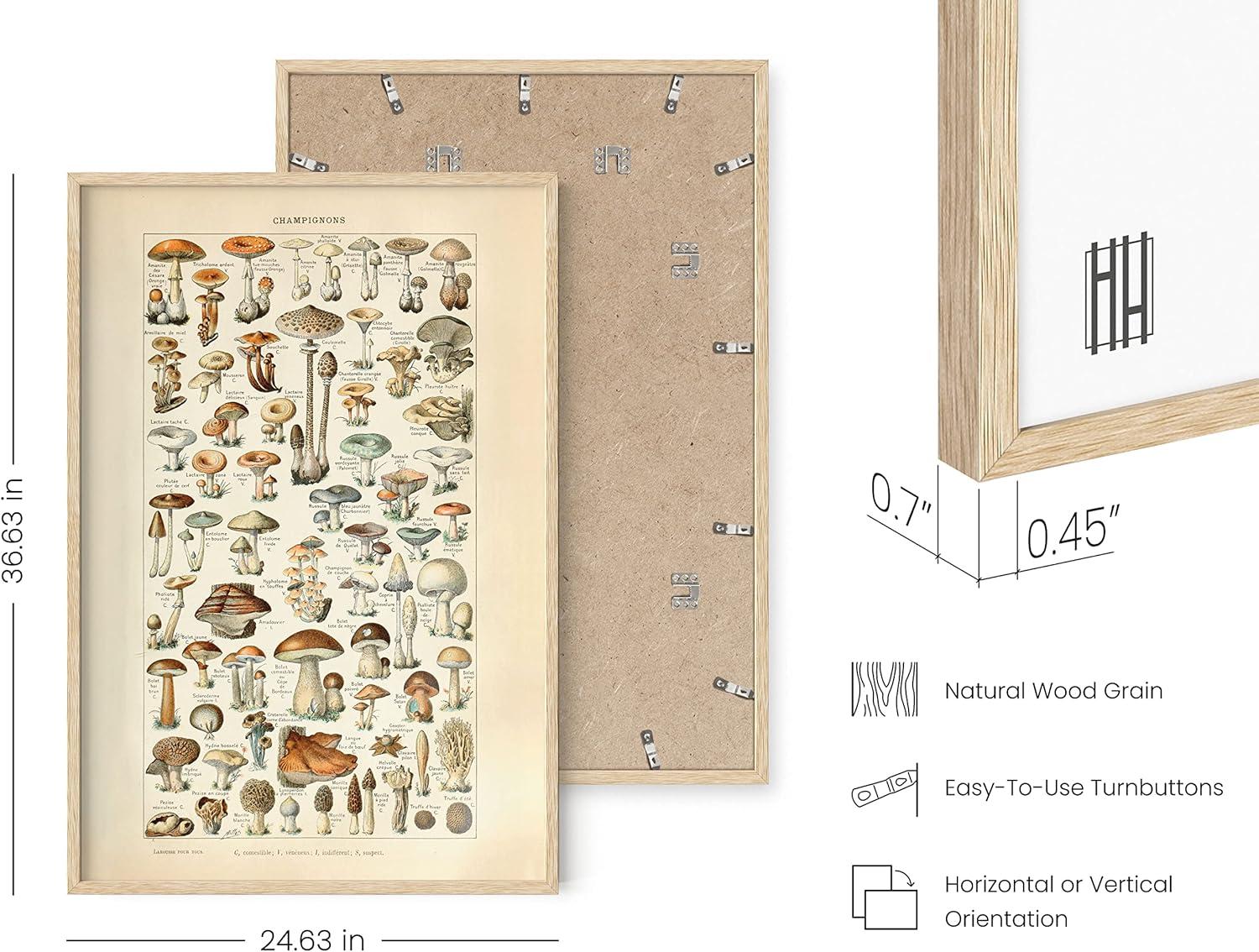 imageHAUS AND HUES Ernst Haeckel Poster  Vintage Botanical Print Flower ampamp Plant Wall Art Cottagecore Decor Haeckel Art Print Black Frame 12x16Mushrooms w Text