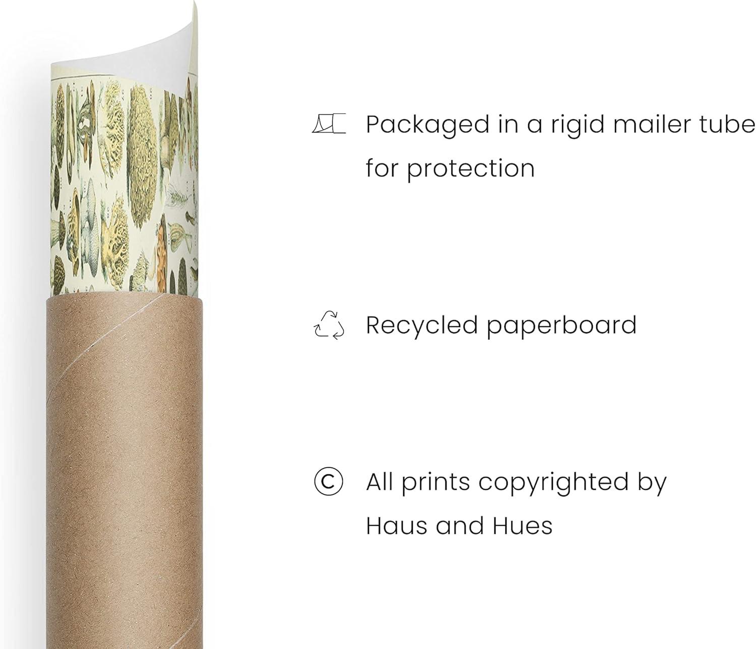 imageHAUS AND HUES Ernst Haeckel Poster  Vintage Botanical Print Flower ampamp Plant Wall Art Cottagecore Decor Haeckel Art Print Black Frame 12x16Mushrooms