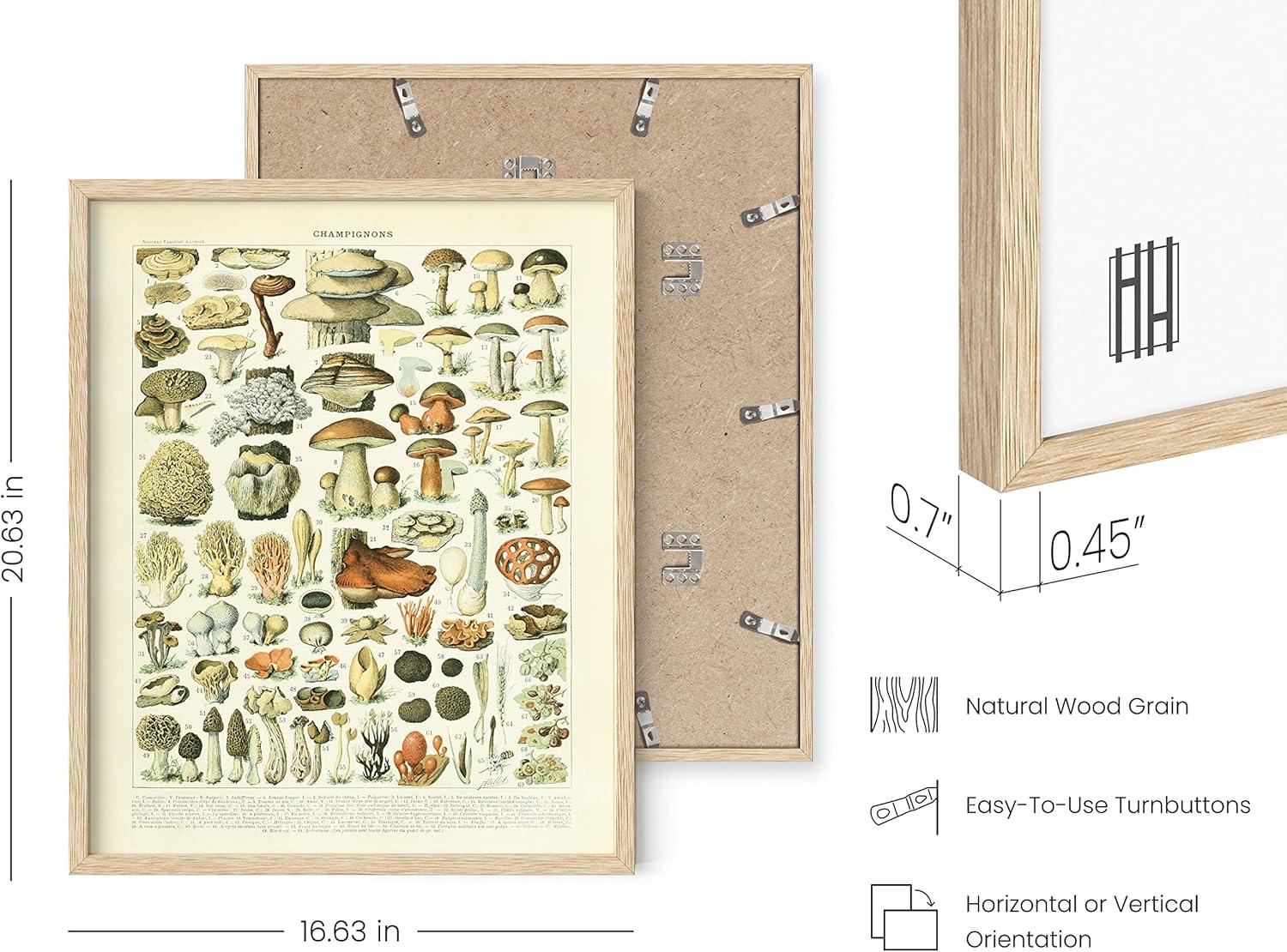 imageHAUS AND HUES Ernst Haeckel Poster  Vintage Botanical Print Flower ampamp Plant Wall Art Cottagecore Decor Haeckel Art Print Black Frame 12x16Mushrooms