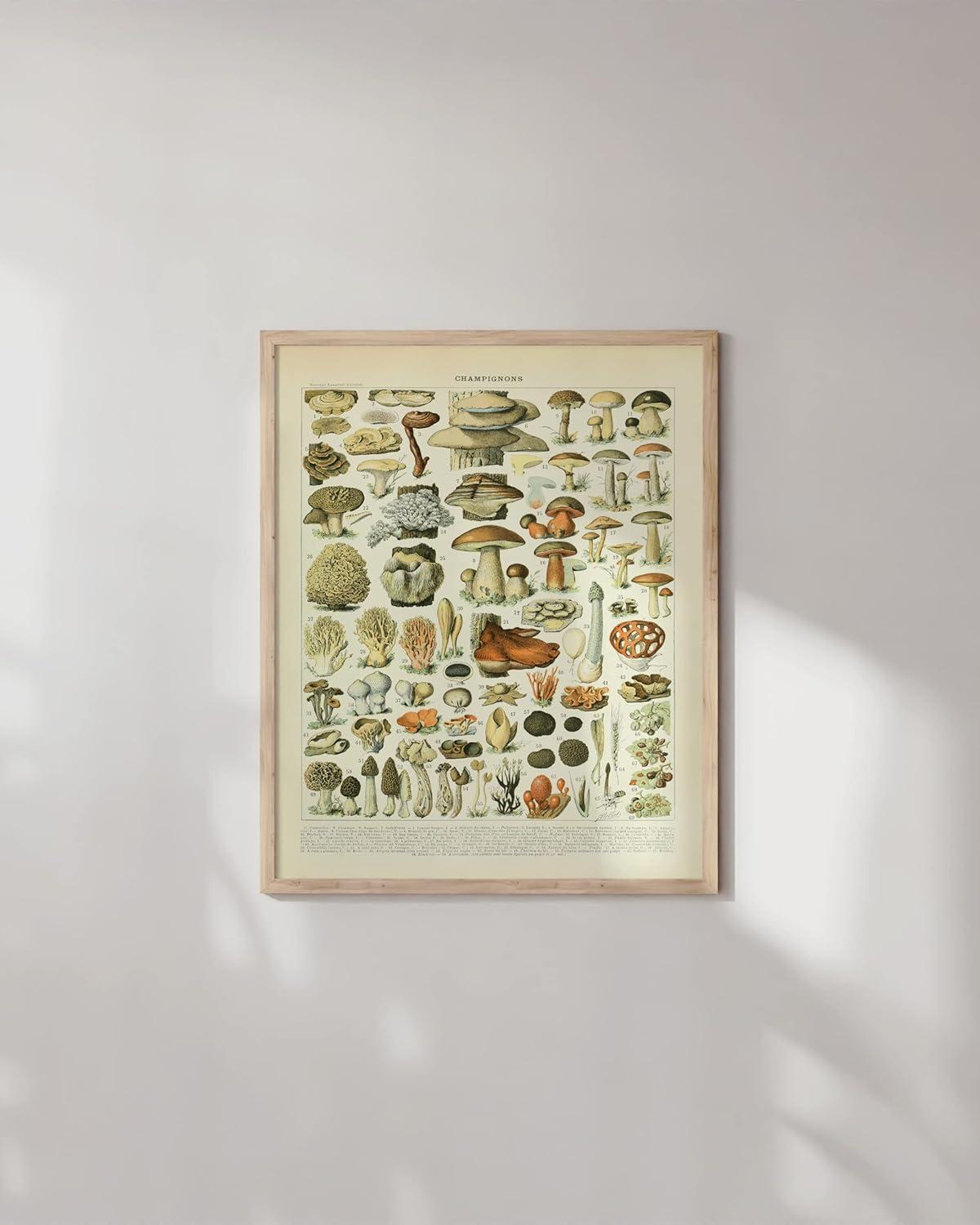 imageHAUS AND HUES Ernst Haeckel Poster  Vintage Botanical Print Flower ampamp Plant Wall Art Cottagecore Decor Haeckel Art Print Black Frame 12x16Mushrooms