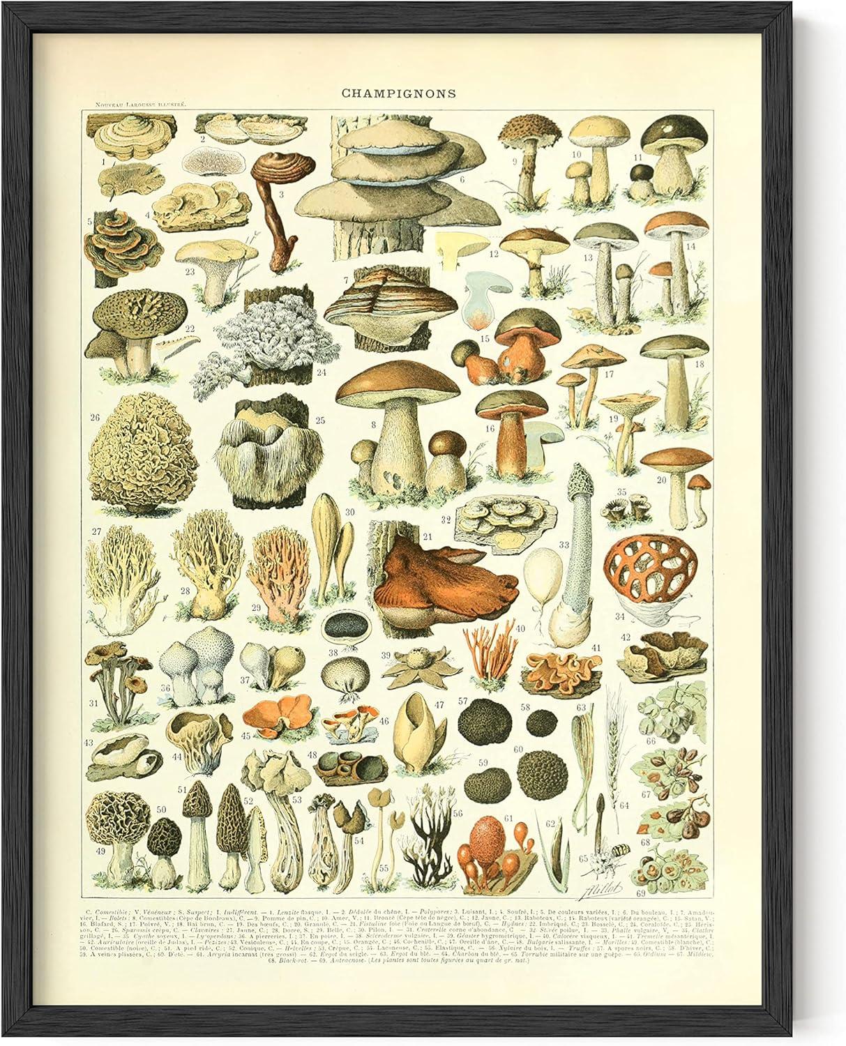 imageHAUS AND HUES Ernst Haeckel Poster  Vintage Botanical Print Flower ampamp Plant Wall Art Cottagecore Decor Haeckel Art Print Black Frame 12x16Mushrooms