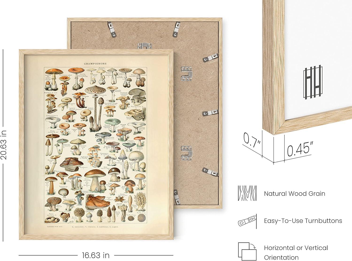 imageHAUS AND HUES Ernst Haeckel Poster  Vintage Botanical Print Flower ampamp Plant Wall Art Cottagecore Decor Haeckel Art Print Black Frame 12x16Mushrooms w Text