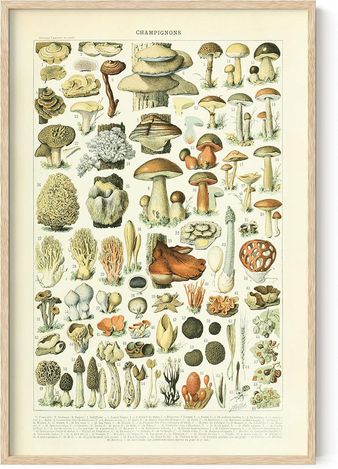 imageHAUS AND HUES Ernst Haeckel Poster  Vintage Botanical Print Flower ampamp Plant Wall Art Cottagecore Decor Haeckel Art Print Black Frame 12x16Mushrooms
