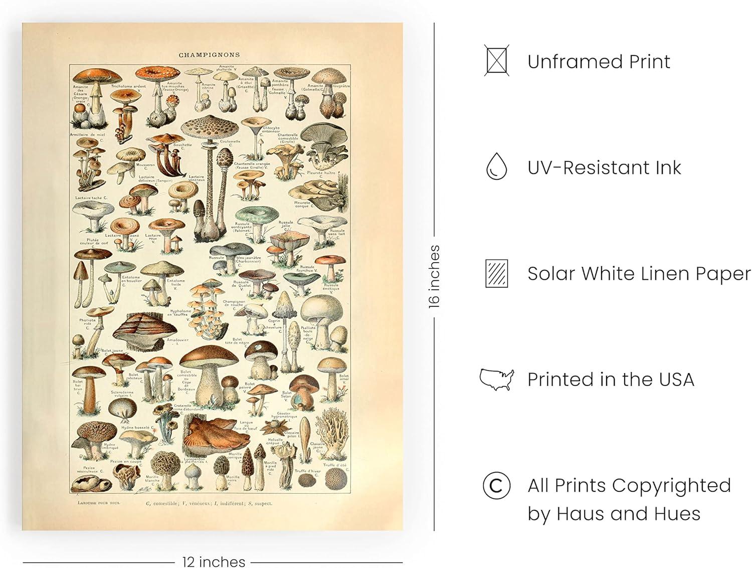 imageHAUS AND HUES Ernst Haeckel Poster  Vintage Botanical Print Flower ampamp Plant Wall Art Cottagecore Decor Haeckel Art Print Black Frame 12x16Mushrooms w Text