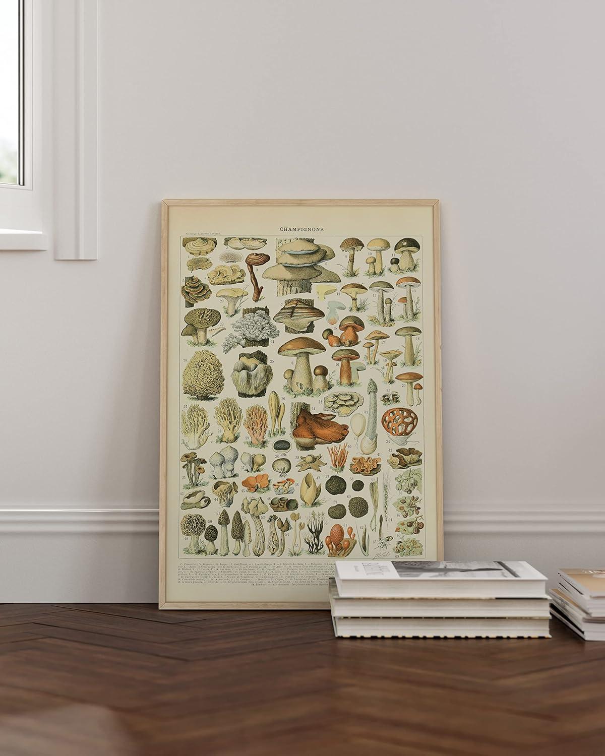 imageHAUS AND HUES Ernst Haeckel Poster  Vintage Botanical Print Flower ampamp Plant Wall Art Cottagecore Decor Haeckel Art Print Black Frame 12x16Mushrooms