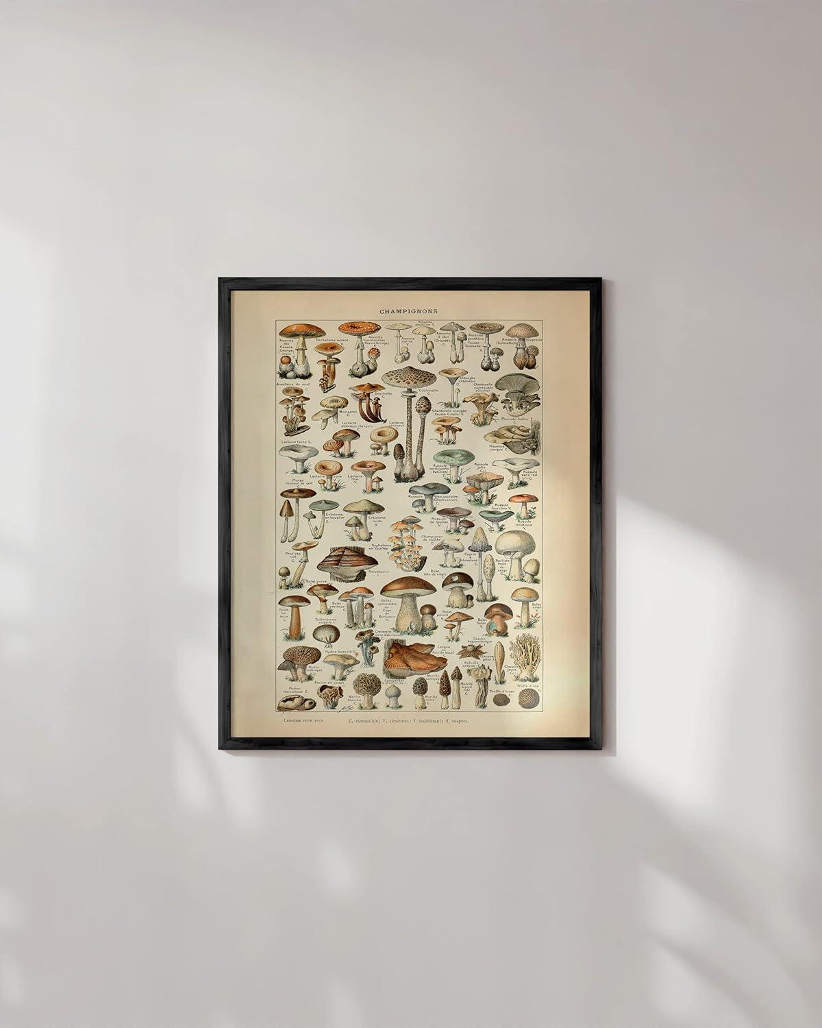 imageHAUS AND HUES Ernst Haeckel Poster  Vintage Botanical Print Flower ampamp Plant Wall Art Cottagecore Decor Haeckel Art Print Black Frame 12x16Mushrooms w Text