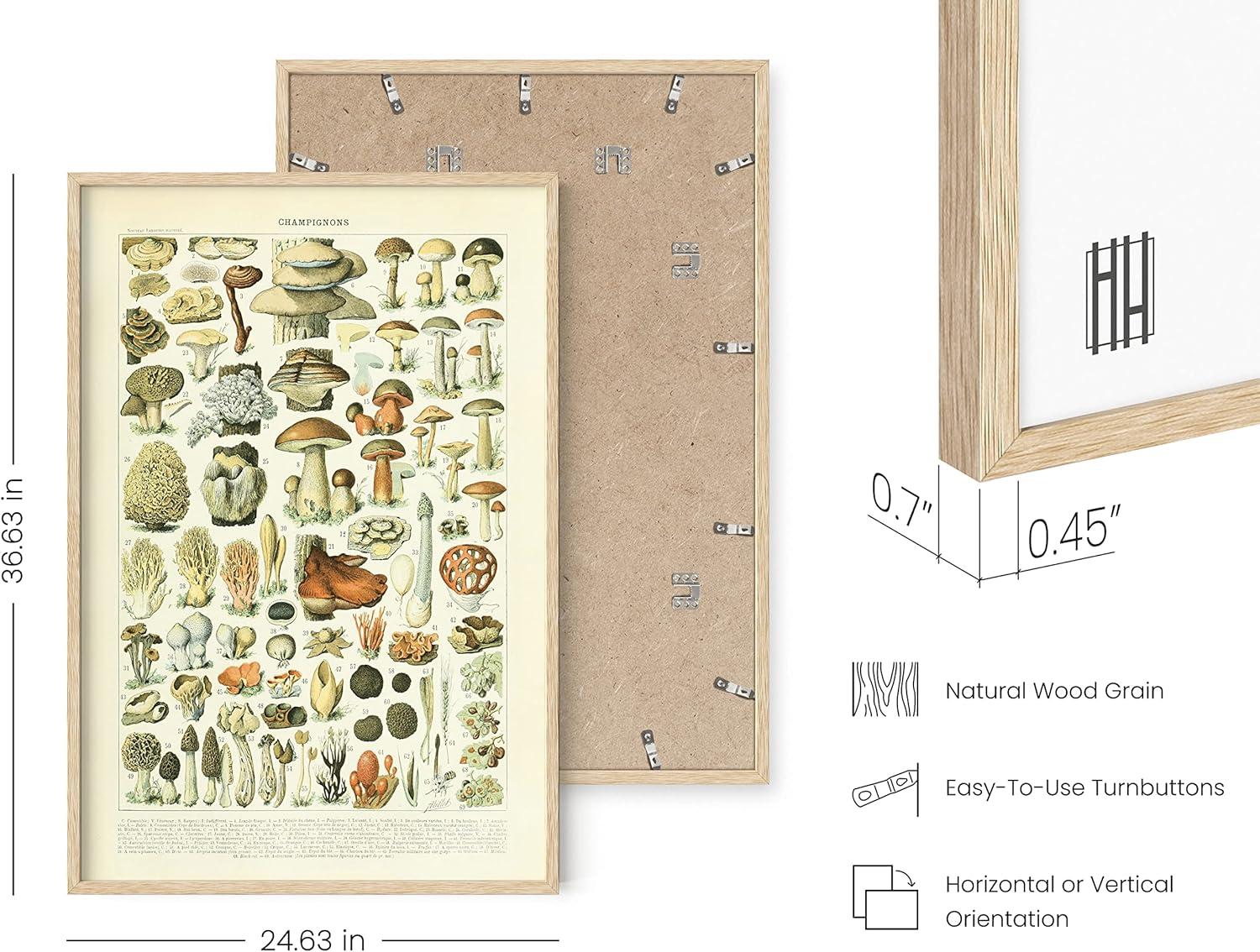 imageHAUS AND HUES Ernst Haeckel Poster  Vintage Botanical Print Flower ampamp Plant Wall Art Cottagecore Decor Haeckel Art Print Black Frame 12x16Mushrooms