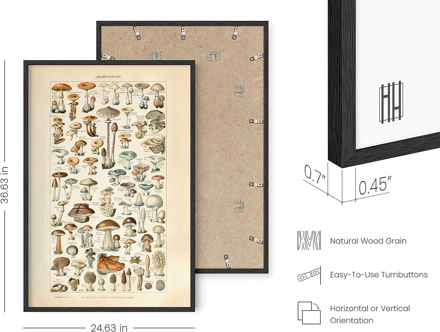 imageHAUS AND HUES Ernst Haeckel Poster  Vintage Botanical Print Flower ampamp Plant Wall Art Cottagecore Decor Haeckel Art Print Black Frame 12x16Mushrooms w Text