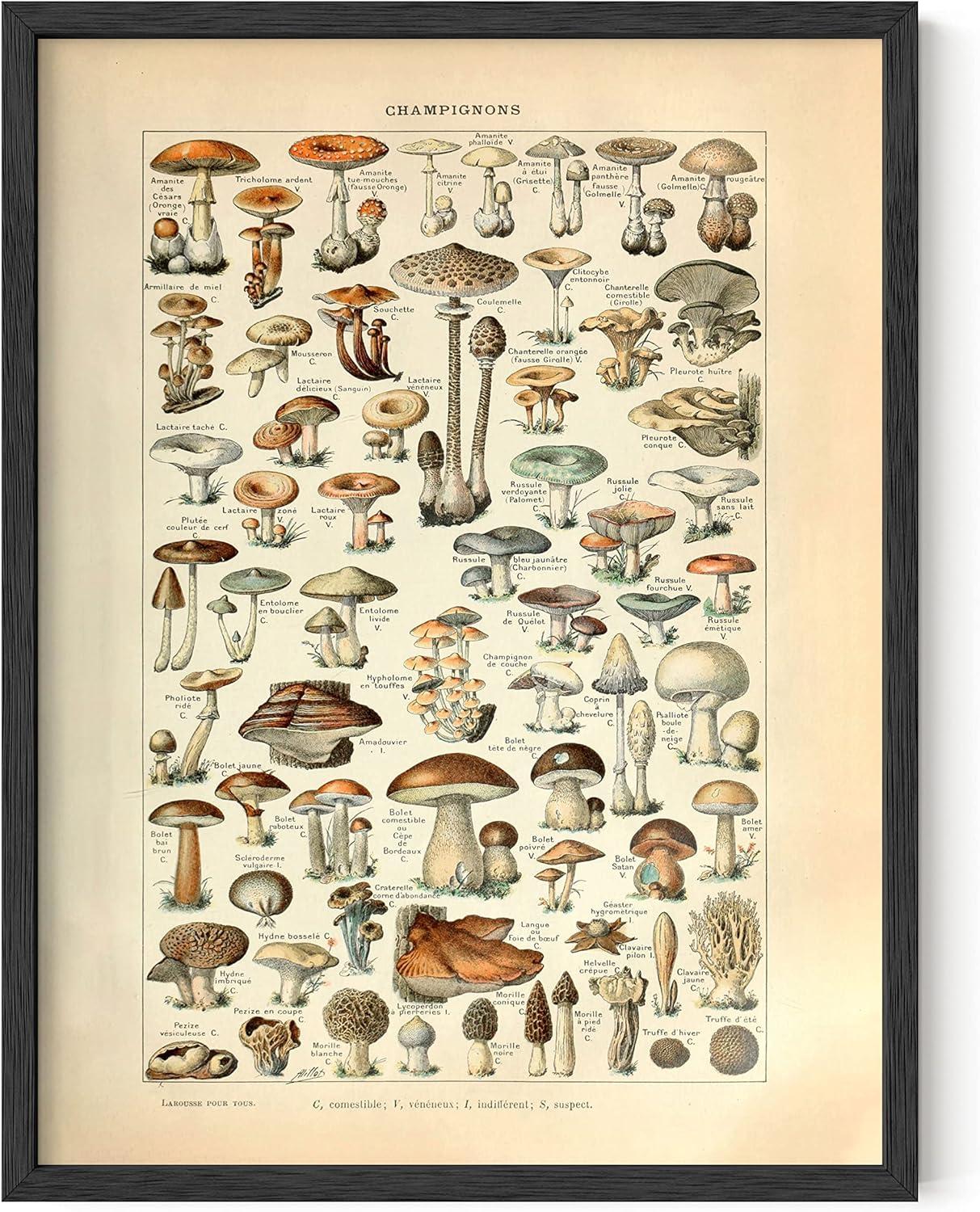 imageHAUS AND HUES Ernst Haeckel Poster  Vintage Botanical Print Flower ampamp Plant Wall Art Cottagecore Decor Haeckel Art Print Black Frame 12x16Mushrooms w Text