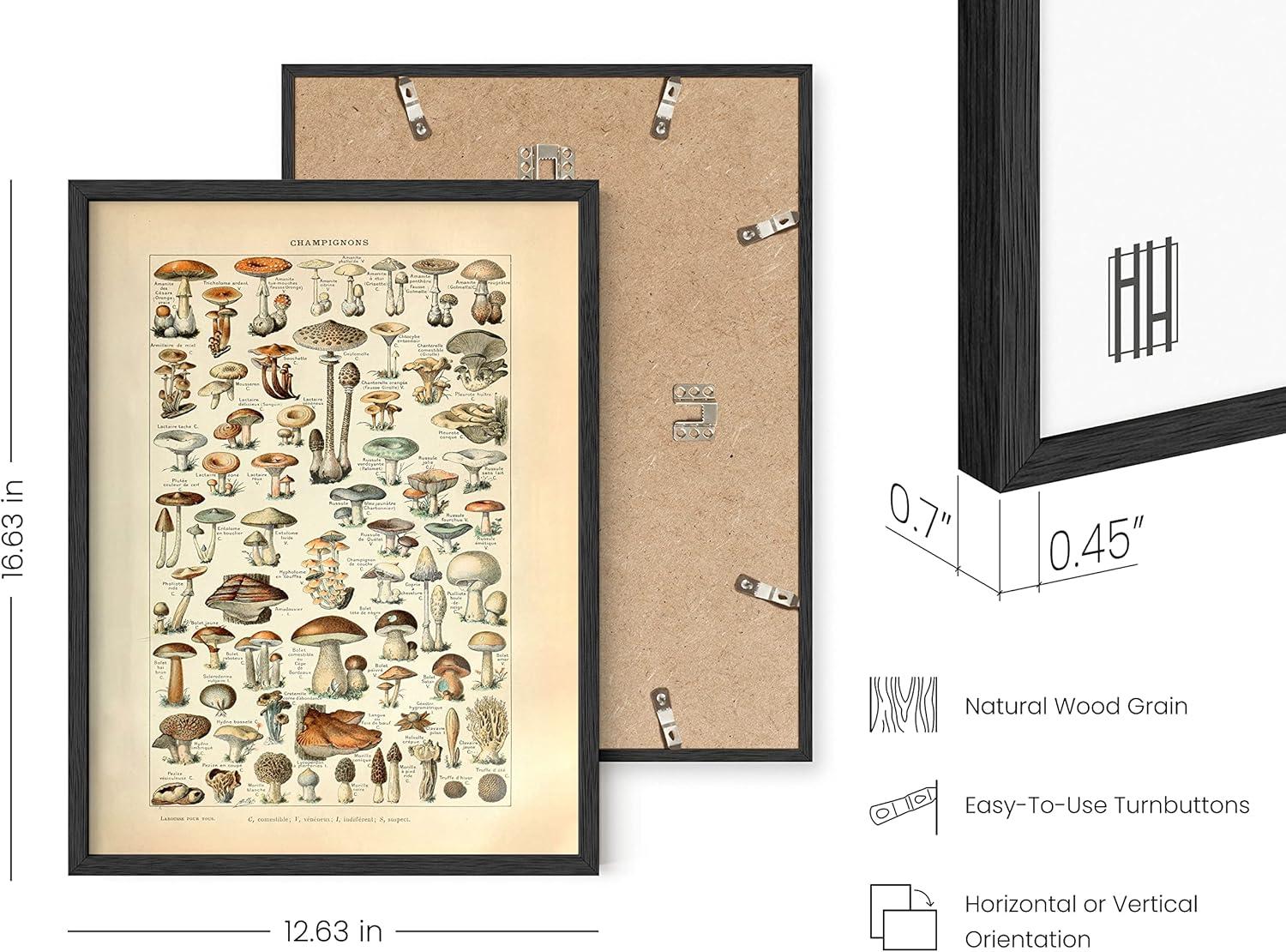 imageHAUS AND HUES Ernst Haeckel Poster  Vintage Botanical Print Flower ampamp Plant Wall Art Cottagecore Decor Haeckel Art Print Black Frame 12x16Mushrooms w Text