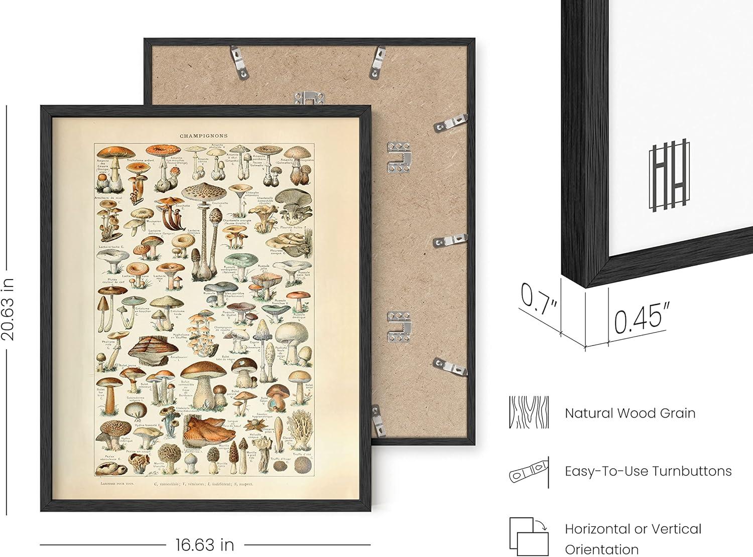 imageHAUS AND HUES Ernst Haeckel Poster  Vintage Botanical Print Flower ampamp Plant Wall Art Cottagecore Decor Haeckel Art Print Black Frame 12x16Mushrooms w Text