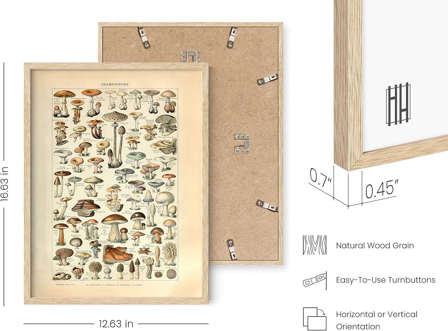 imageHAUS AND HUES Ernst Haeckel Poster  Vintage Botanical Print Flower ampamp Plant Wall Art Cottagecore Decor Haeckel Art Print Black Frame 12x16Mushrooms w Text