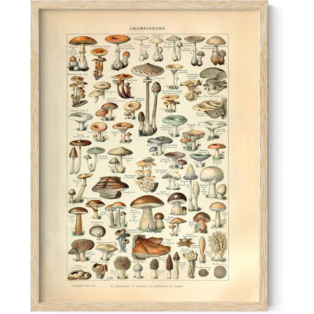 imageHAUS AND HUES Ernst Haeckel Poster  Vintage Botanical Print Flower ampamp Plant Wall Art Cottagecore Decor Haeckel Art Print Black Frame 12x16Mushrooms w Text