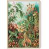 imageHAUS AND HUES Ernst Haeckel Poster  Vintage Botanical Print Flower ampamp Plant Wall Art Cottagecore Decor Haeckel Art Print Black Frame 12x16Bush