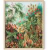 imageHAUS AND HUES Ernst Haeckel Poster  Vintage Botanical Print Flower ampamp Plant Wall Art Cottagecore Decor Haeckel Art Print Black Frame 12x16Bush