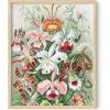 imageHAUS AND HUES Ernst Haeckel Poster  Vintage Botanical Print Flower ampamp Plant Wall Art Cottagecore Decor Haeckel Art Print Black Frame 12x16Flower