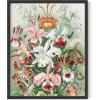 imageHAUS AND HUES Ernst Haeckel Poster  Vintage Botanical Print Flower ampamp Plant Wall Art Cottagecore Decor Haeckel Art Print Black Frame 12x16Flower