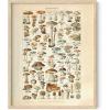 imageHAUS AND HUES Ernst Haeckel Poster  Vintage Botanical Print Flower ampamp Plant Wall Art Cottagecore Decor Haeckel Art Print Black Frame 12x16Mushrooms w Text