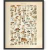 imageHAUS AND HUES Ernst Haeckel Poster  Vintage Botanical Print Flower ampamp Plant Wall Art Cottagecore Decor Haeckel Art Print Black Frame 12x16Mushrooms w Text