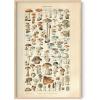 imageHAUS AND HUES Ernst Haeckel Poster  Vintage Botanical Print Flower ampamp Plant Wall Art Cottagecore Decor Haeckel Art Print Black Frame 12x16Mushrooms w Text