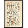 imageHAUS AND HUES Ernst Haeckel Poster  Vintage Botanical Print Flower ampamp Plant Wall Art Cottagecore Decor Haeckel Art Print Black Frame 12x16Mushrooms w Text
