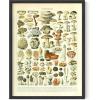 imageHAUS AND HUES Ernst Haeckel Poster  Vintage Botanical Print Flower ampamp Plant Wall Art Cottagecore Decor Haeckel Art Print Black Frame 12x16Mushrooms