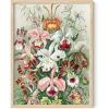 imageHAUS AND HUES Ernst Haeckel Poster  Vintage Botanical Print Flower ampamp Plant Wall Art Cottagecore Decor Haeckel Art Print Black Frame 12x16Flower