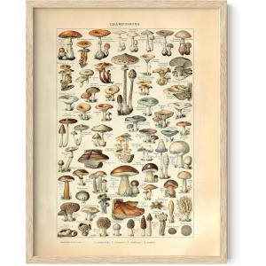 imageHAUS AND HUES Ernst Haeckel Poster  Vintage Botanical Print Flower ampamp Plant Wall Art Cottagecore Decor Haeckel Art Print Black Frame 12x16Mushrooms w Text